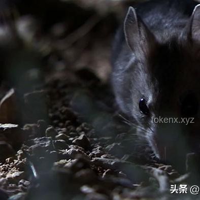 《猫和老鼠》与同类动画对比：解析其风靡全球之因